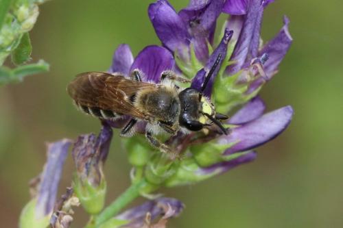 Andrena sp.